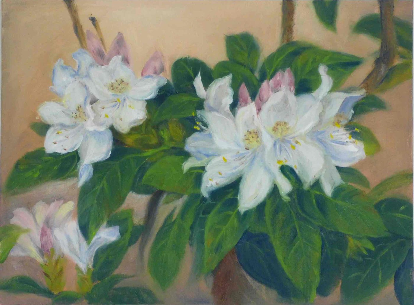White Azalea